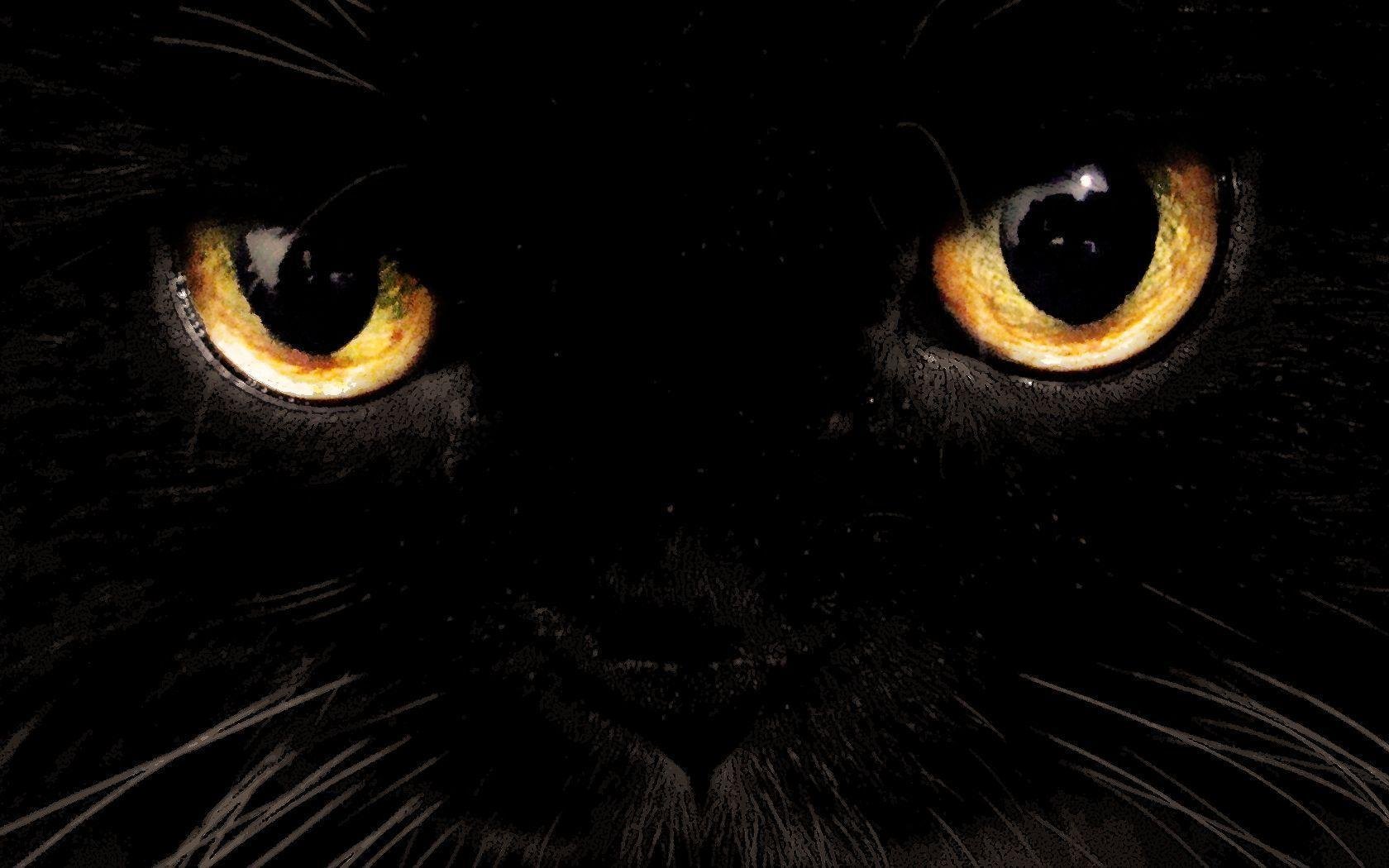 Аватар черный кот. Черные коты. Красивый черный кот. Черная аватарка. Морда черной кошки.