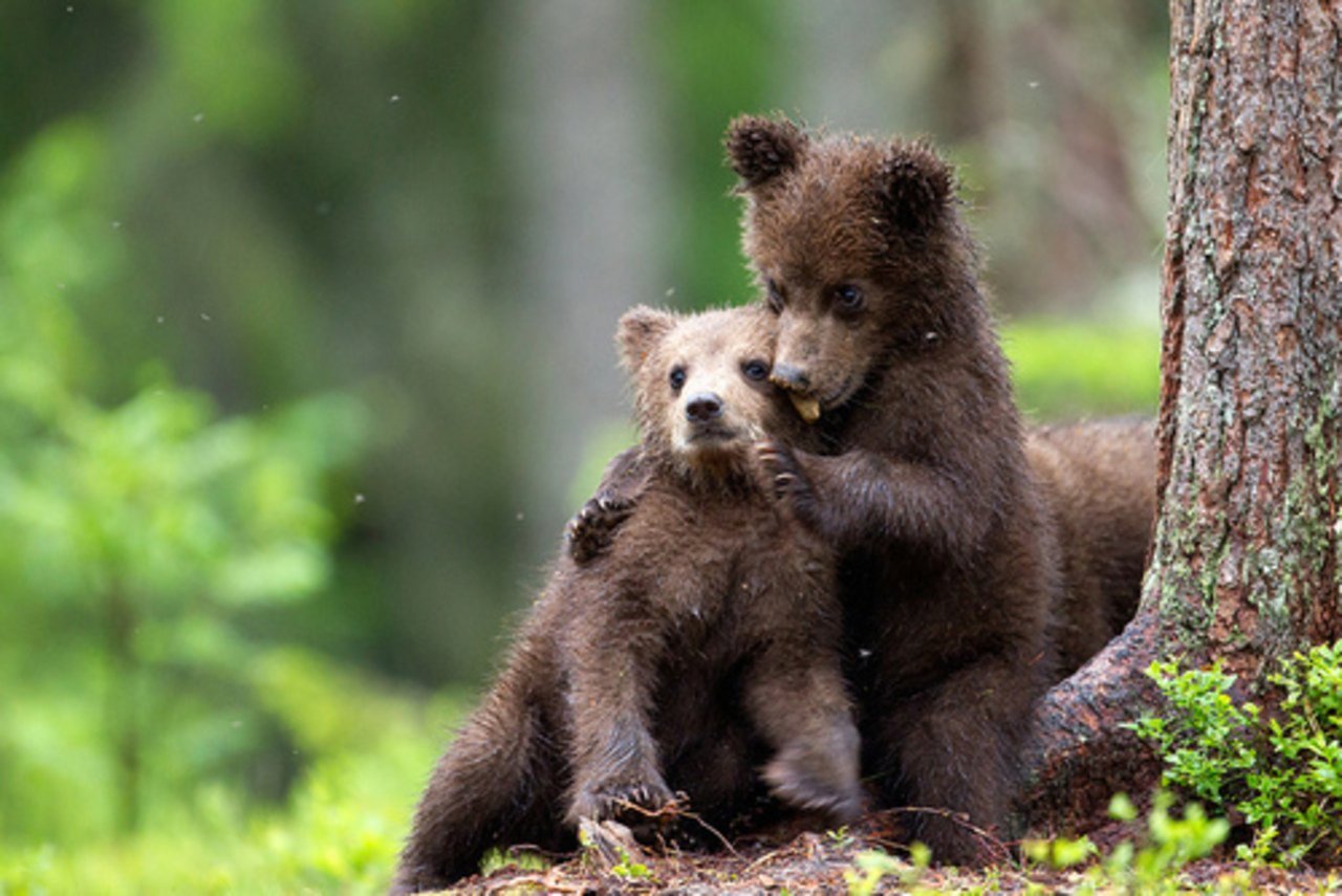 Почему 2 медведя. Бурый медведь Пестун. Медвежонок. Маленький Медвежонок. Милые медвежата.