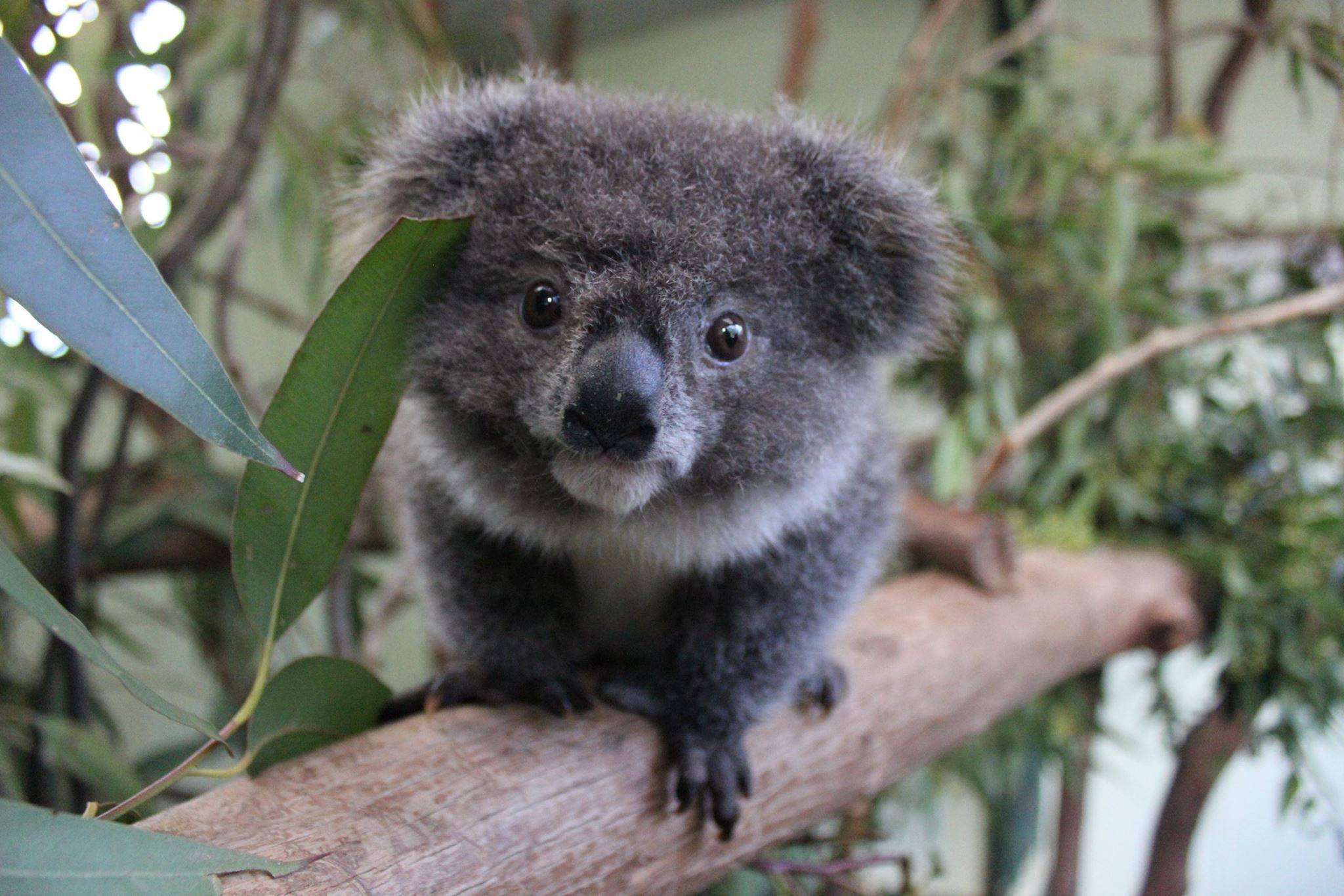 Милая коала. Австралийская коала. Карликовая коала. Медведь коала. Коала Эстетика.