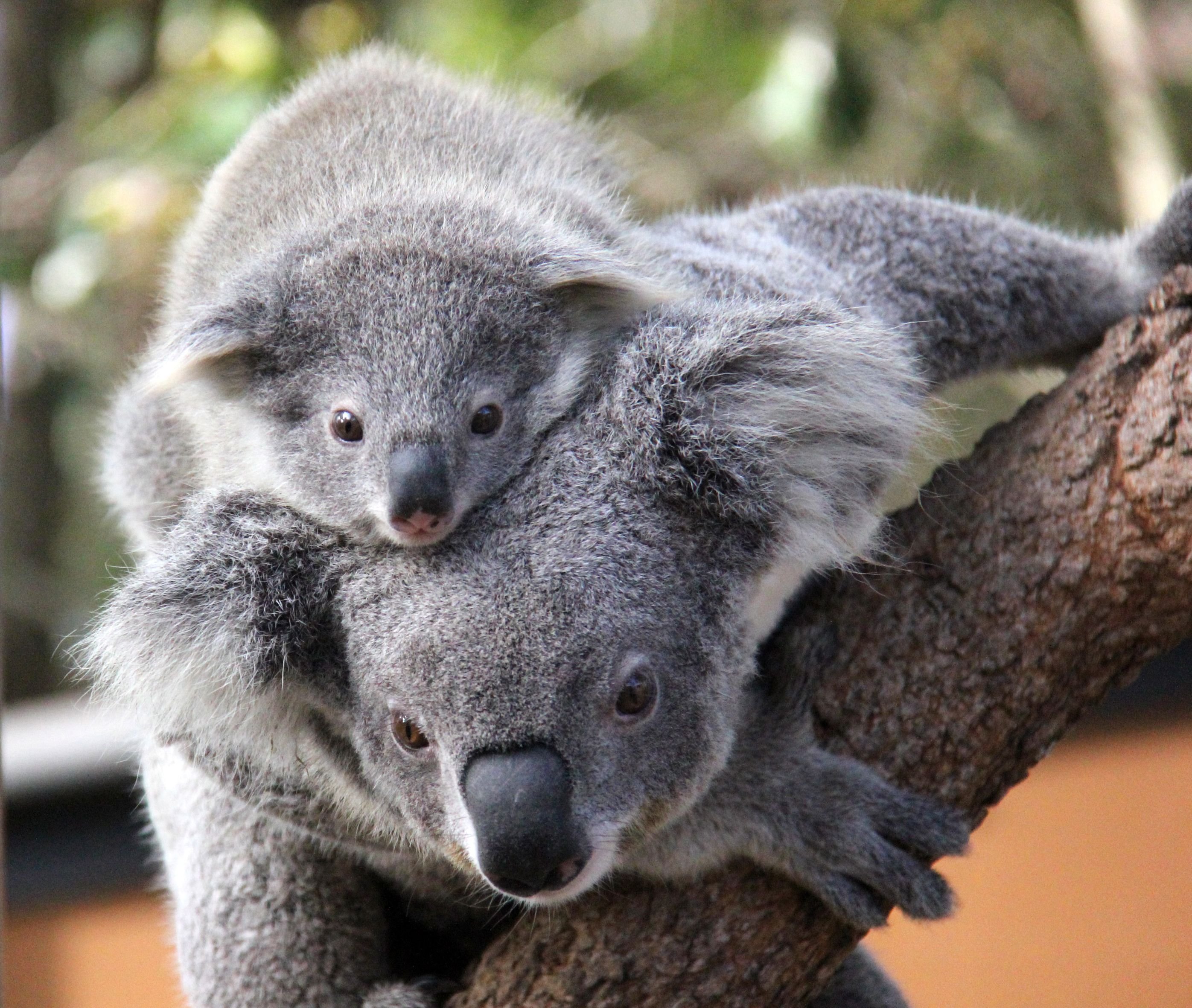 Год коалы. Коала сумчатое. Сумчатый медведь коала Австралия. Мишка коала. Коала Медвежонок сумчатое животное.