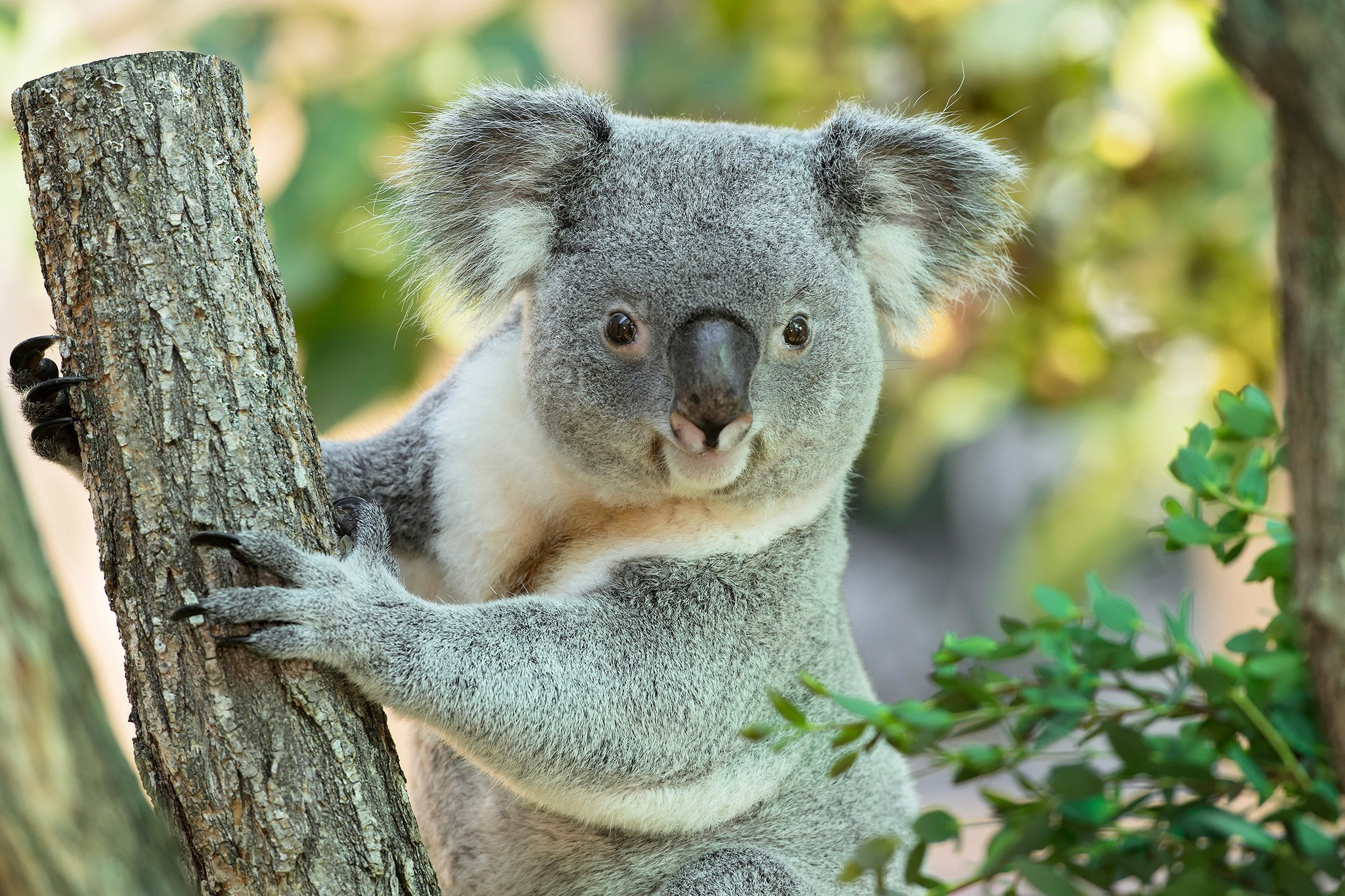 Коала дома. Квинслендская коала. Панда и коала. Мишка коала. Сумчатая Панда.
