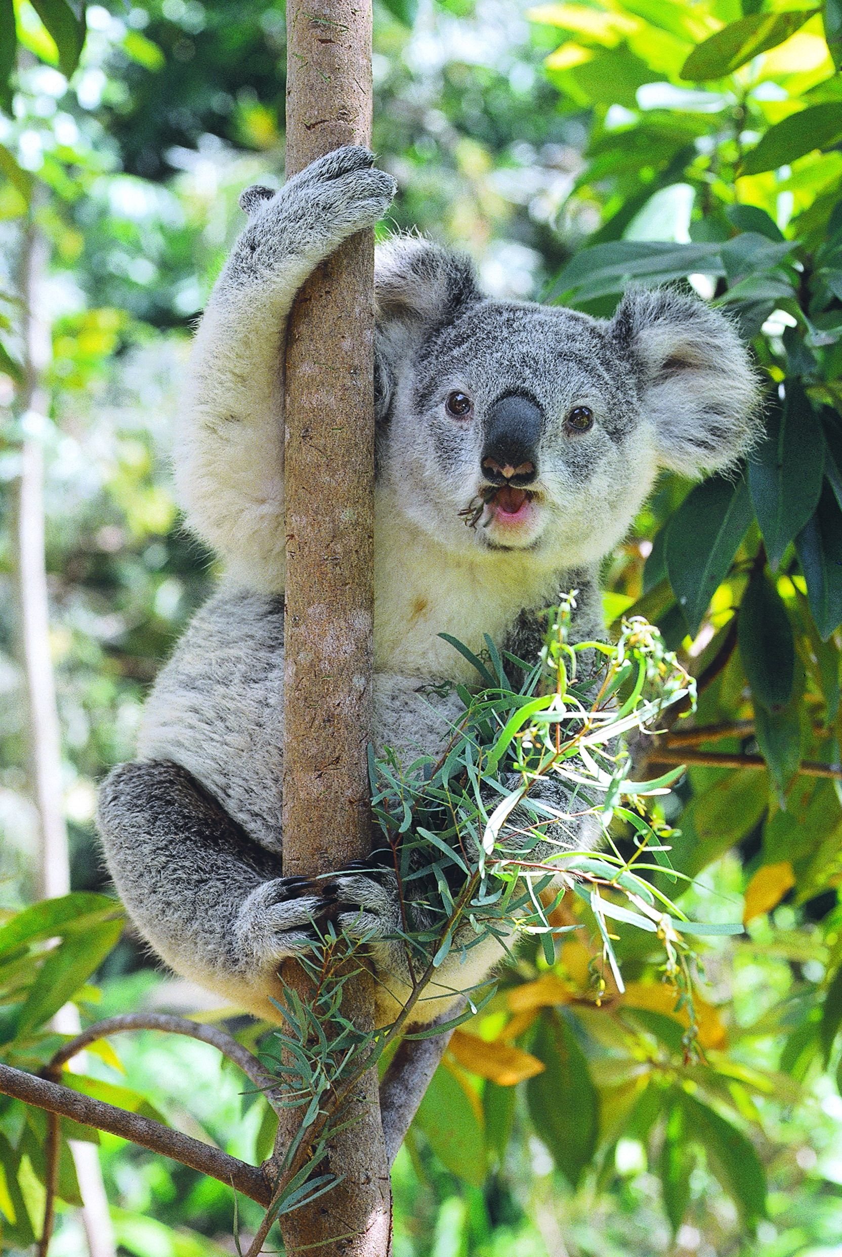 Фотография коалы. Животные Австралии коала. Коала сумчатое. Карликовая коала. Сумчатый медведь коала Австралия.