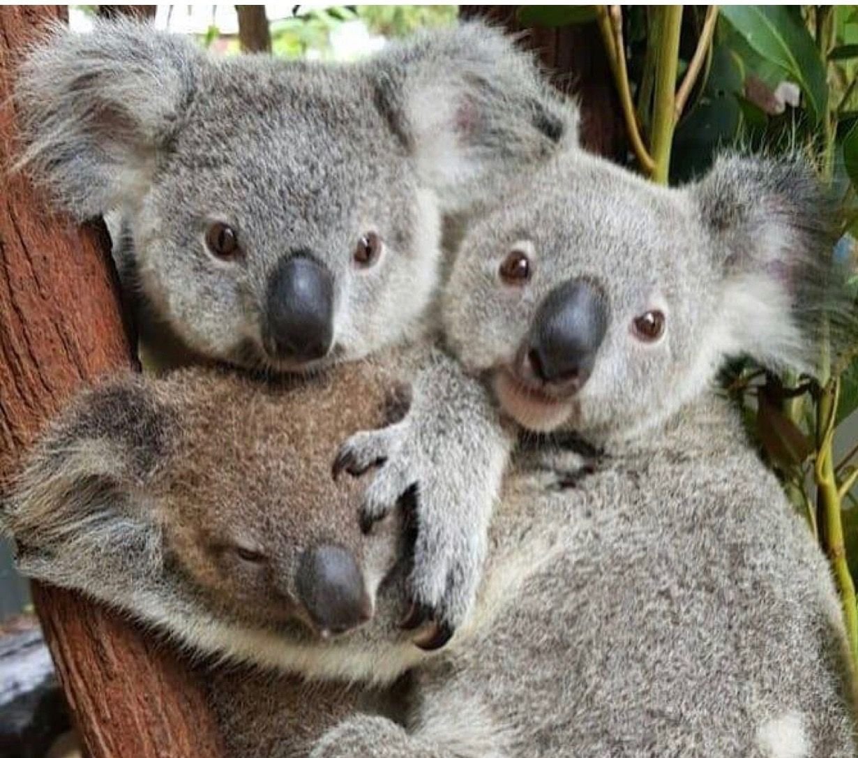 3 коала