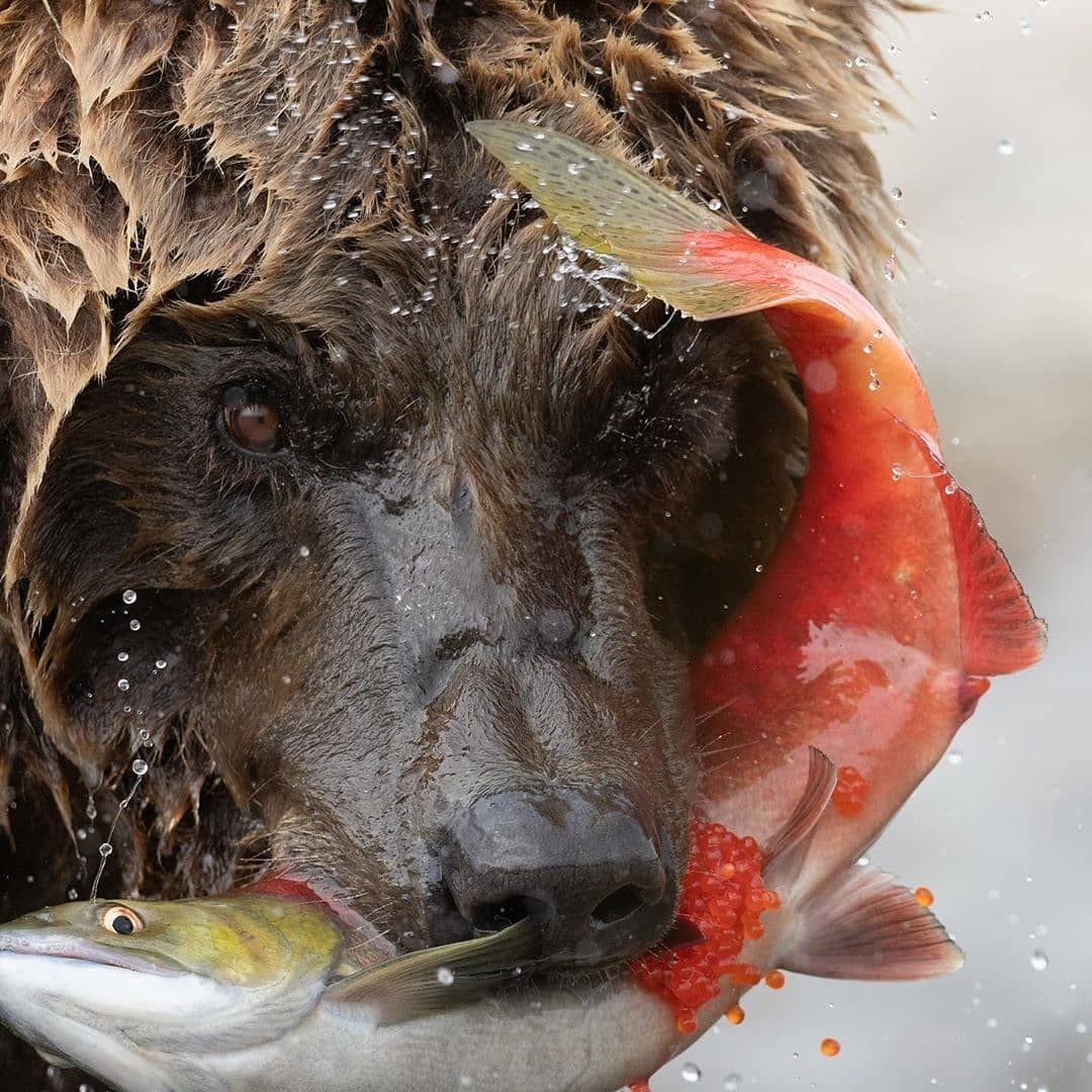 Рыба в пасти медведя