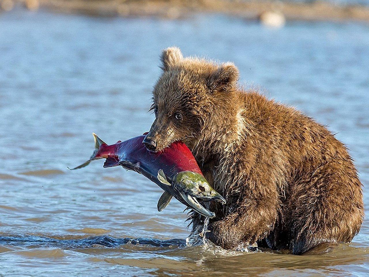 Медведь-Рыбак