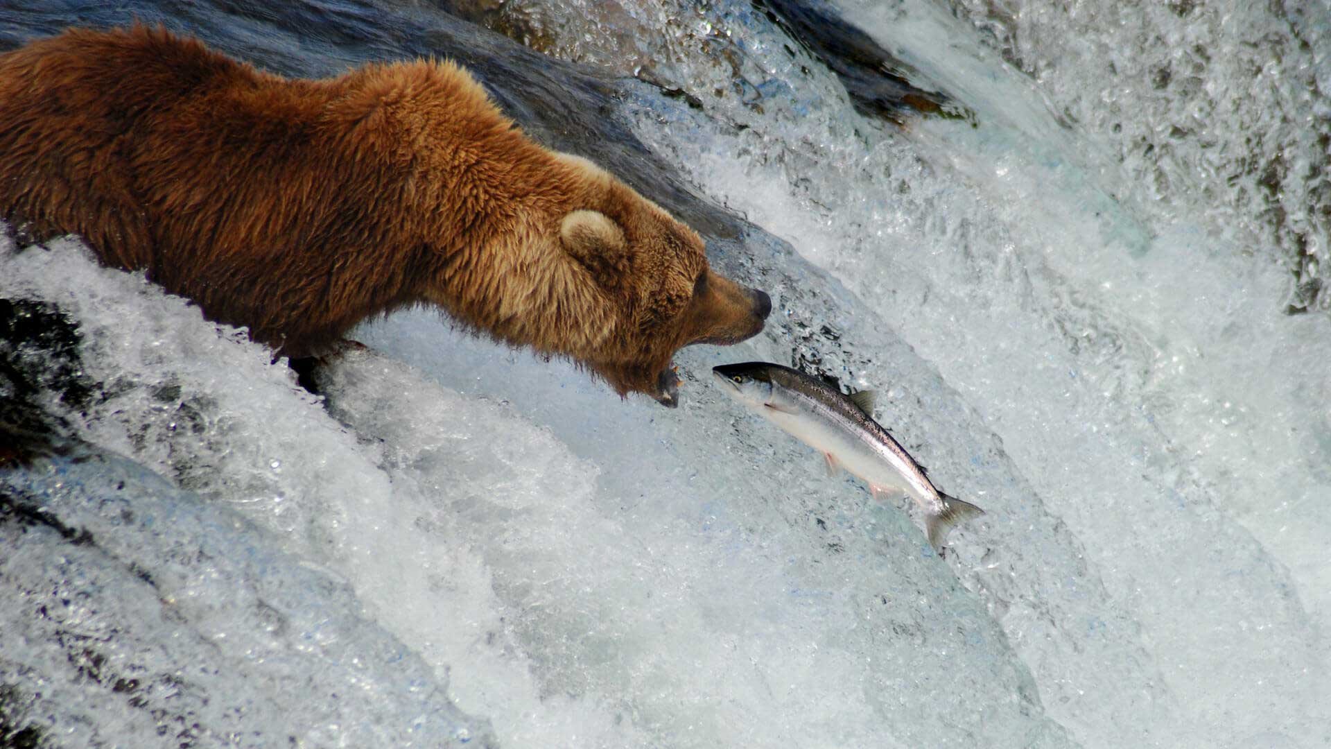 Медведь Гризли ловит лосось
