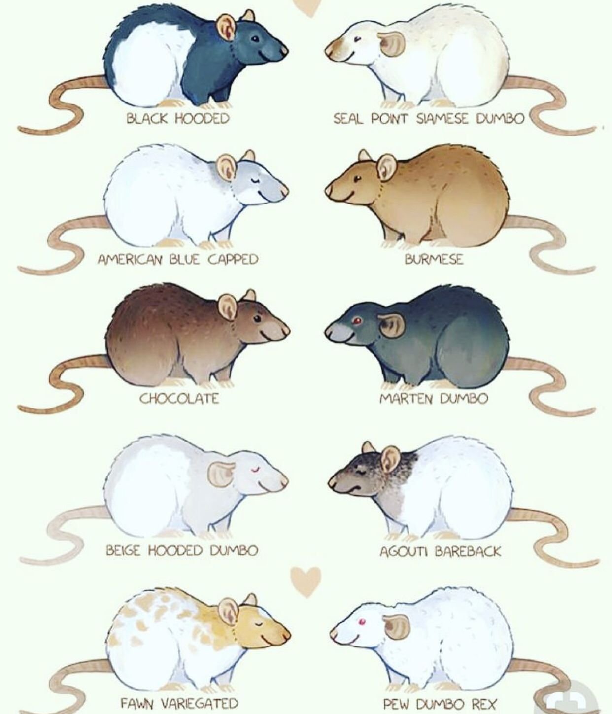 У мышей коричневая окраска шерсти. Крыса Дамбо агути. Крыса агути рекс. Агути окрас крысы. Крыса агути стандарт.