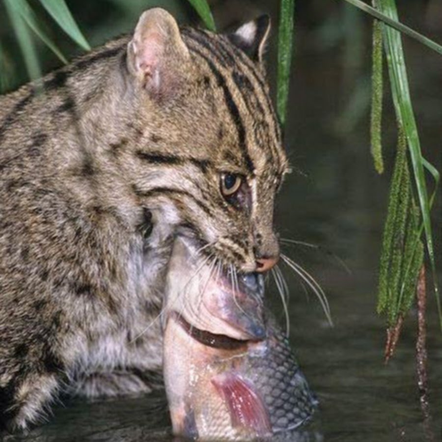 Рыба рысь. Виверровый кот рыболов. Виверровый камышовый кот. Кошка-рыболов (крапчатая кошка). Камышовый кот (Болотная Рысь).