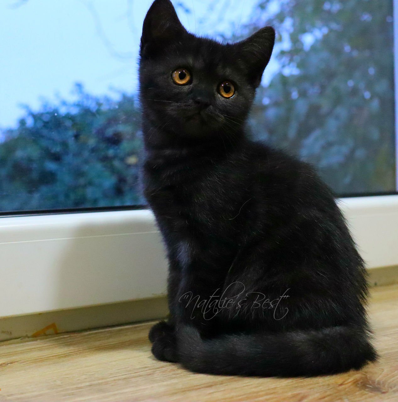 Черный шотландский прямоухий кот - 66 фото