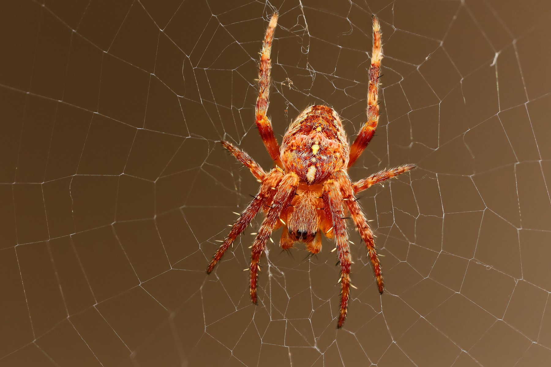 Маленький оранжевый паук - 64 фото.
