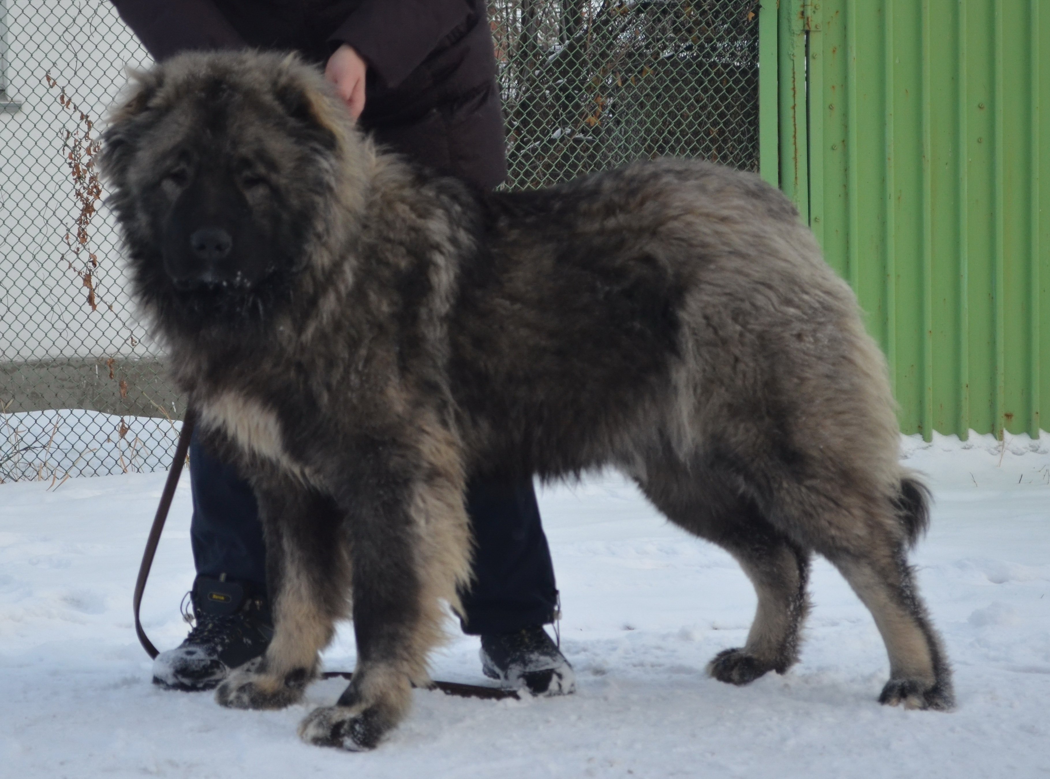 Кавказская овчарка и волк - 64 фото