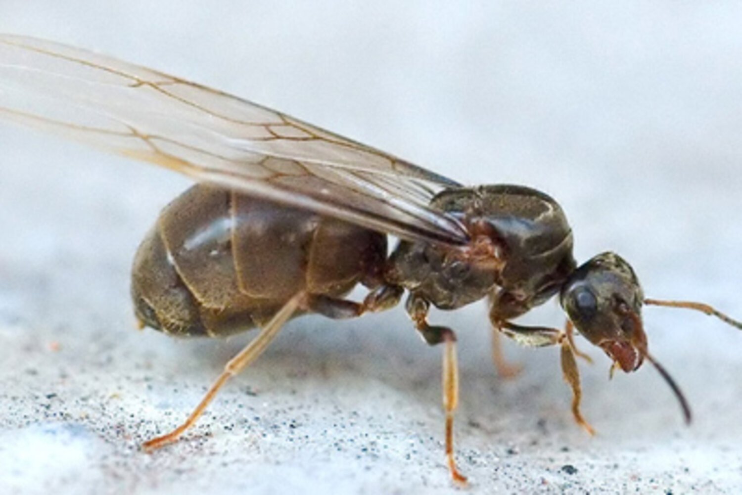 Крылатых муравьев. Самка муравья с крыльями. Муравьи с крыльями. Летающие муравьи. Крылатые муравьи.