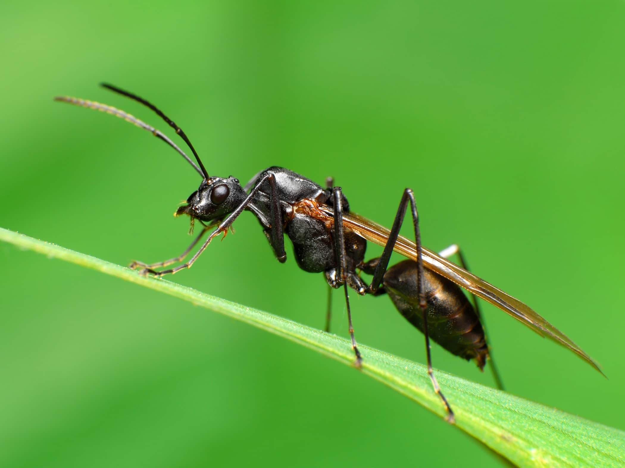 Крылатых муравьев. Крылатые муравьи. Летучие муравьи. Летающие муравьи. Муравьи с крыльями.