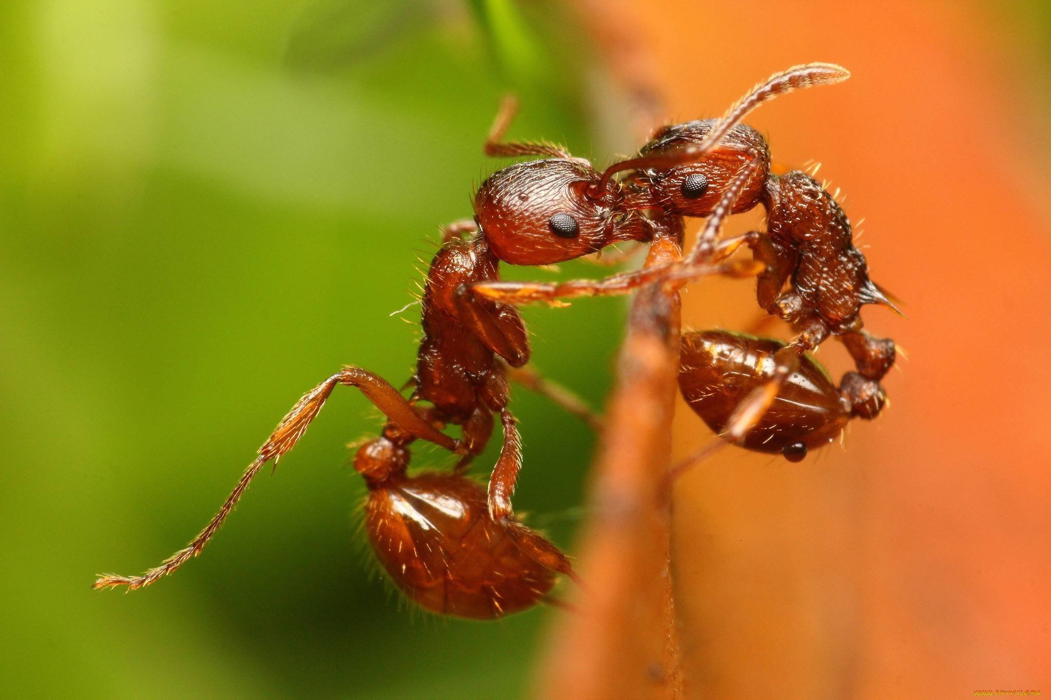 Муравей фото. Огненные муравьи (Solenopsis Invicta). Муравей-Жнец Марикопа. Myrmica rubra. Красный Огненный муравей Муравейник.