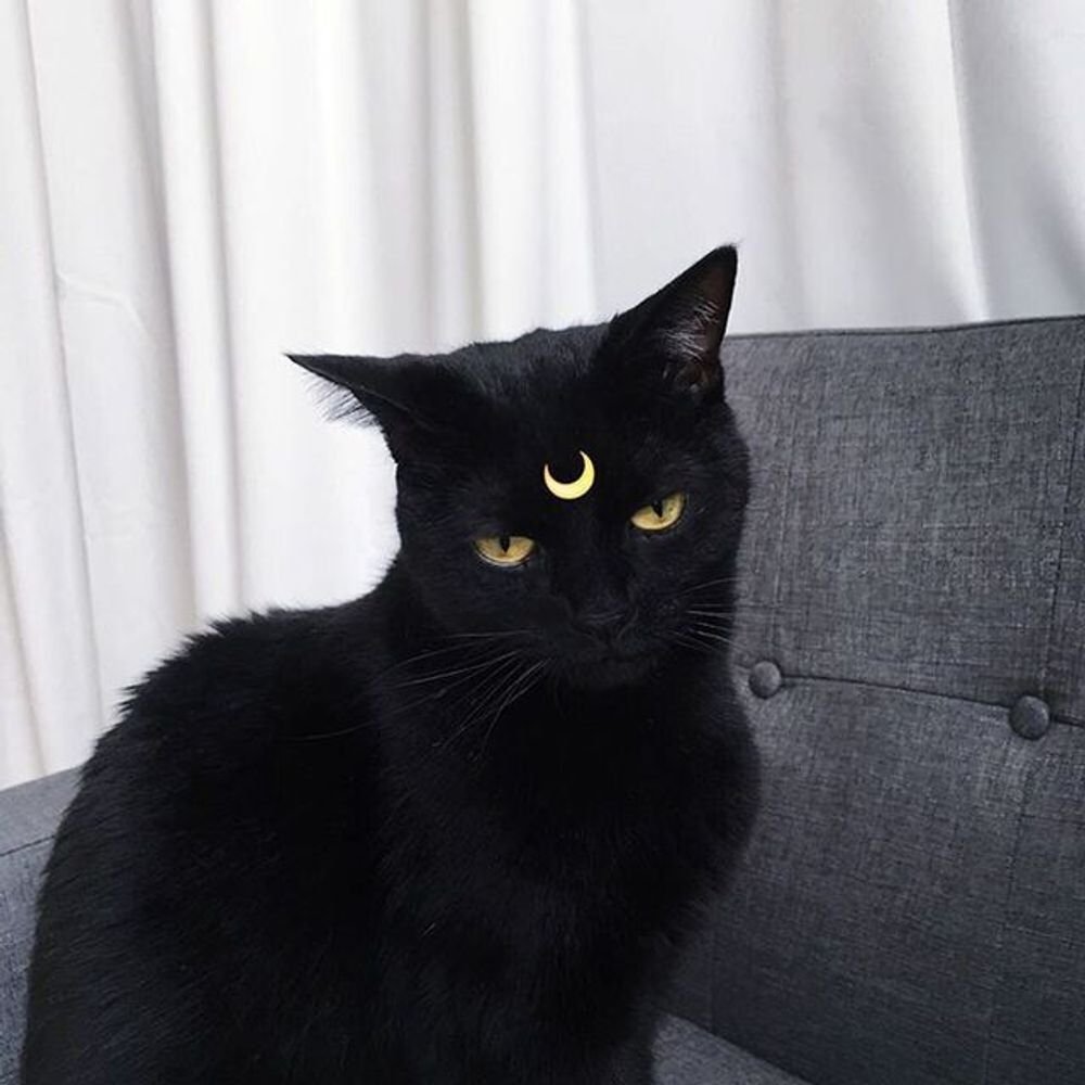 Черные коты сохры
