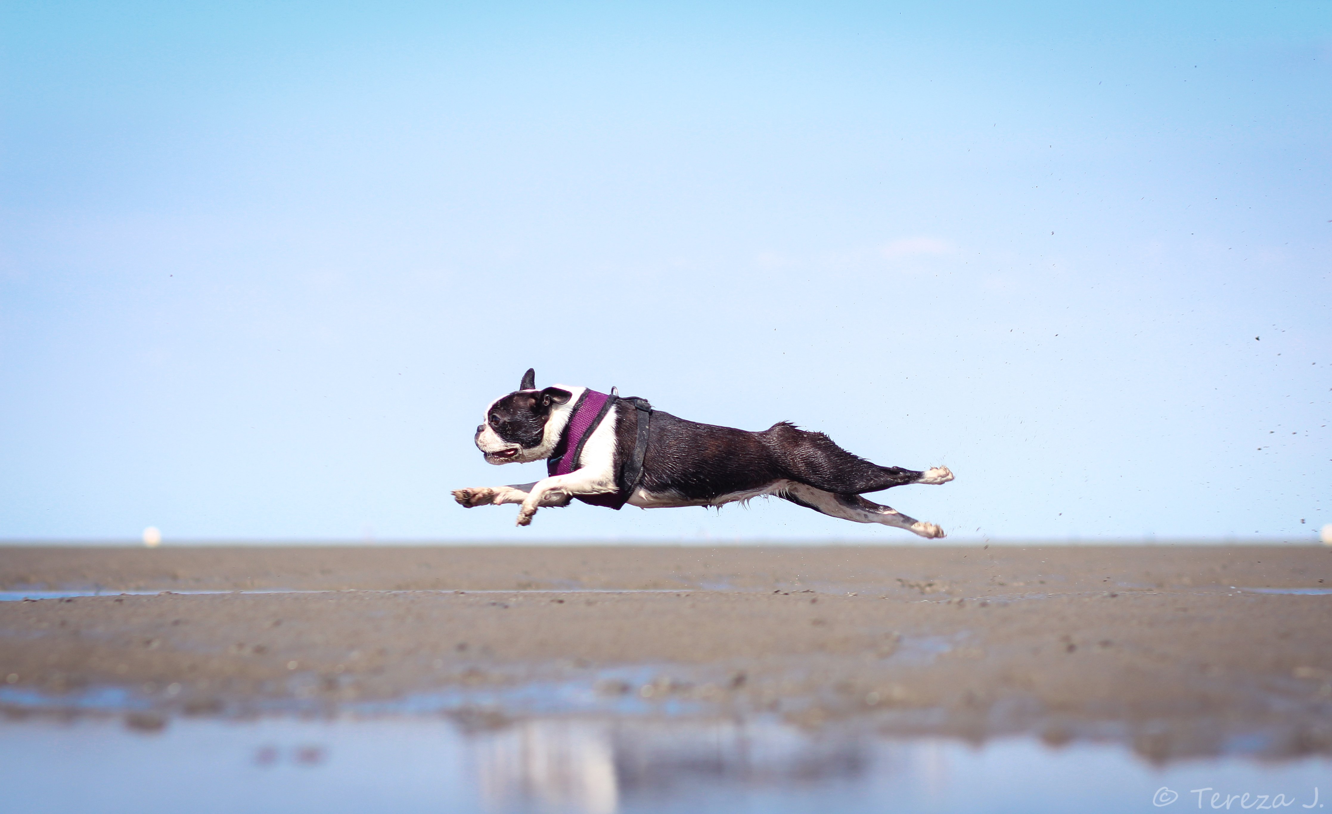 My dog can fly. Собака в полете. Собака в прыжке. Край летающих собак. Летающая собака.