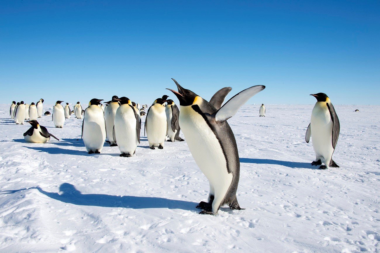Императорские пингвины живут. Императорский Пингвин в Антарктиде. Пингвины в Антарктиде. Пенгуин Антарктида. Королевский Пингвин в Антарктиде.