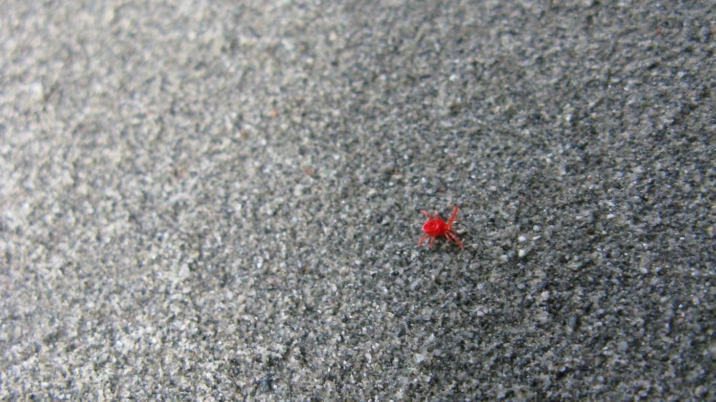 Красный супер маленький паук