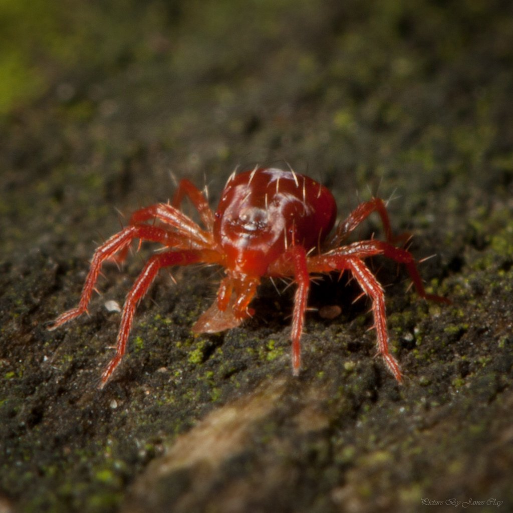 Красный Спайдер паук