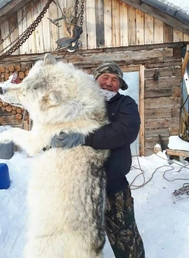 Огромный Якутский волк