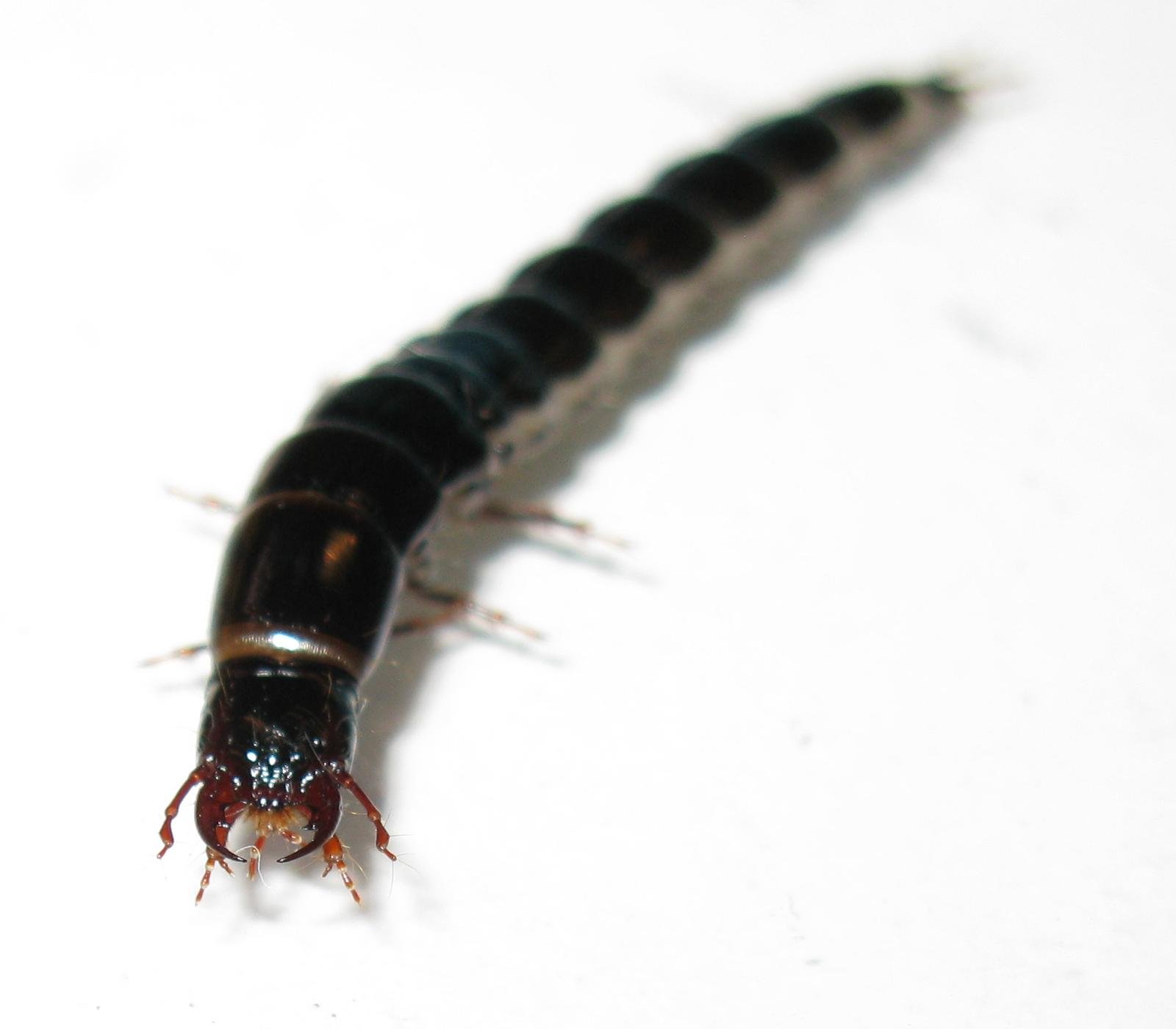 Черное насекомое похожее. Личинка жужелицы садовой. Личинка жука водолюба. Личинка жука жужелицы. Длинный Жук с раздвоенным хвостом.