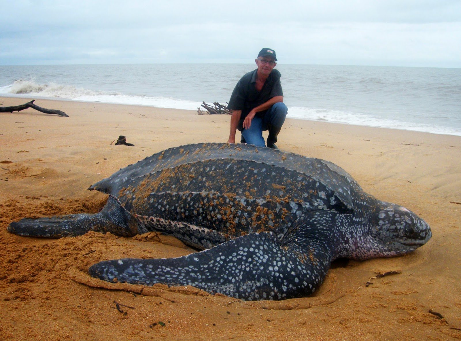 Книга рекордов природы рептилий самый. Кожистая морская черепаха. Гигантская кожистая черепаха. Кожистая морская черепаха самая большая черепаха в мире. Кожиста Морскачерепаха.