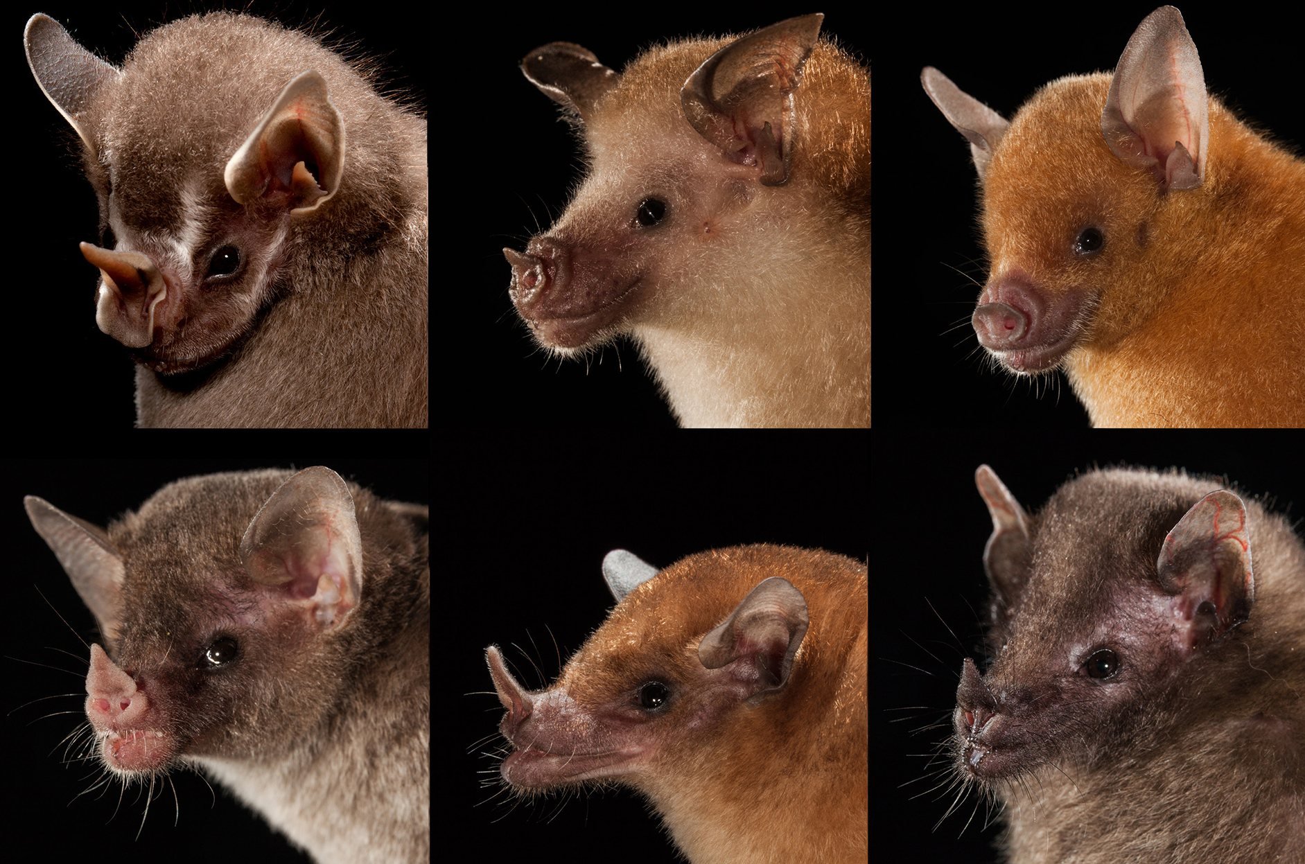 Развитие мышей. Эволюция рукокрылых. Эволюция летучих мышей. Мыши Эволюция. Эволюция мышей предки.
