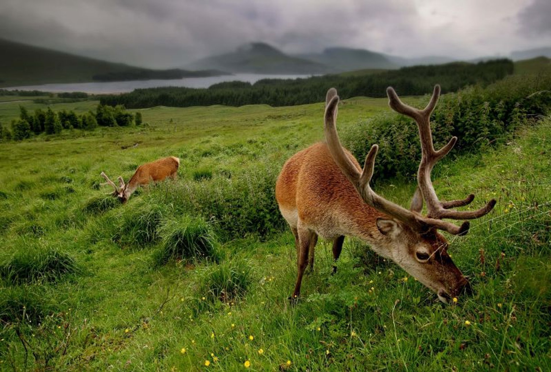 Animal uk. Фауна Шотландии. Растительный и животный мир Шотландии.