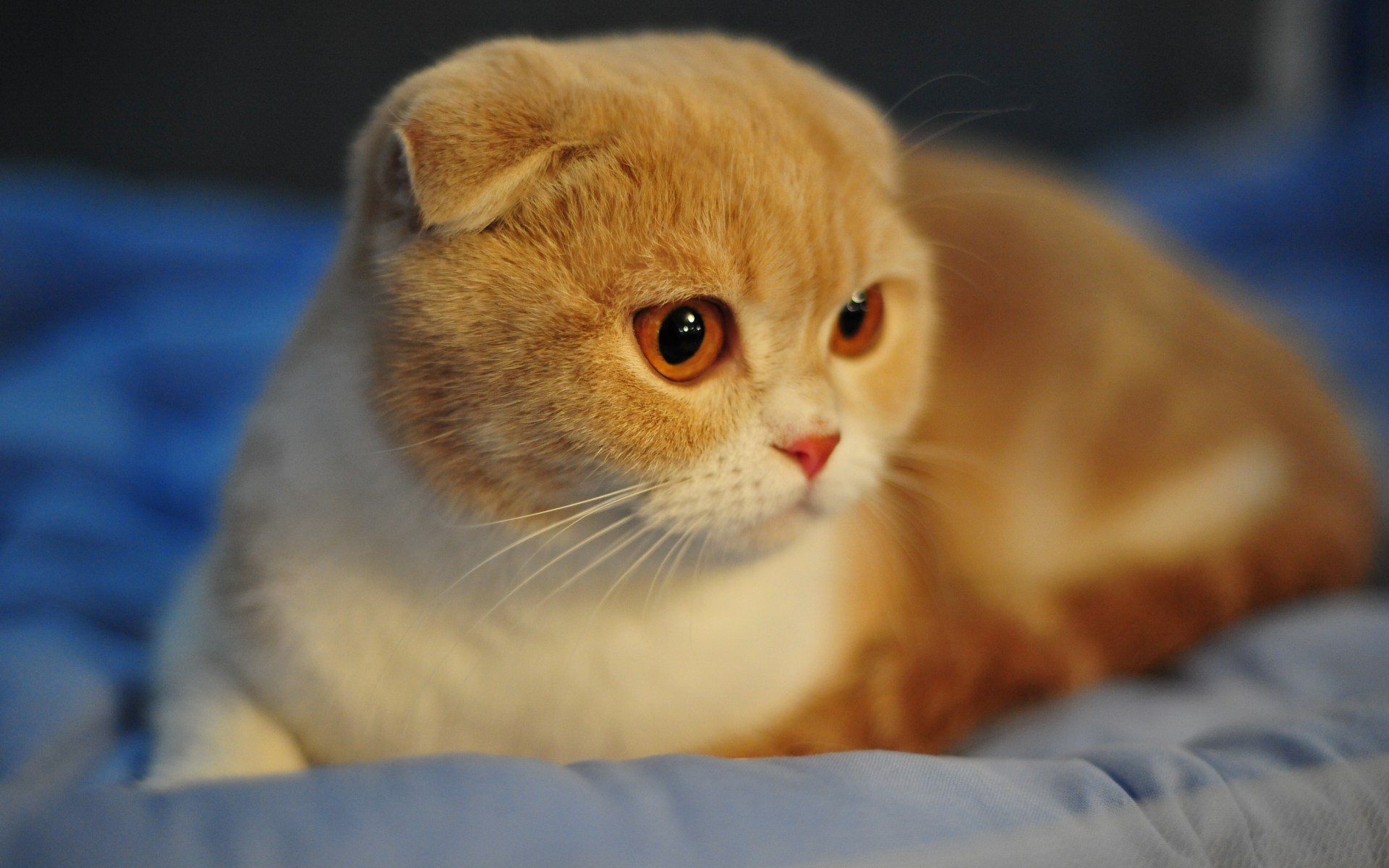 Шотландская вислоухая кошка персиковая