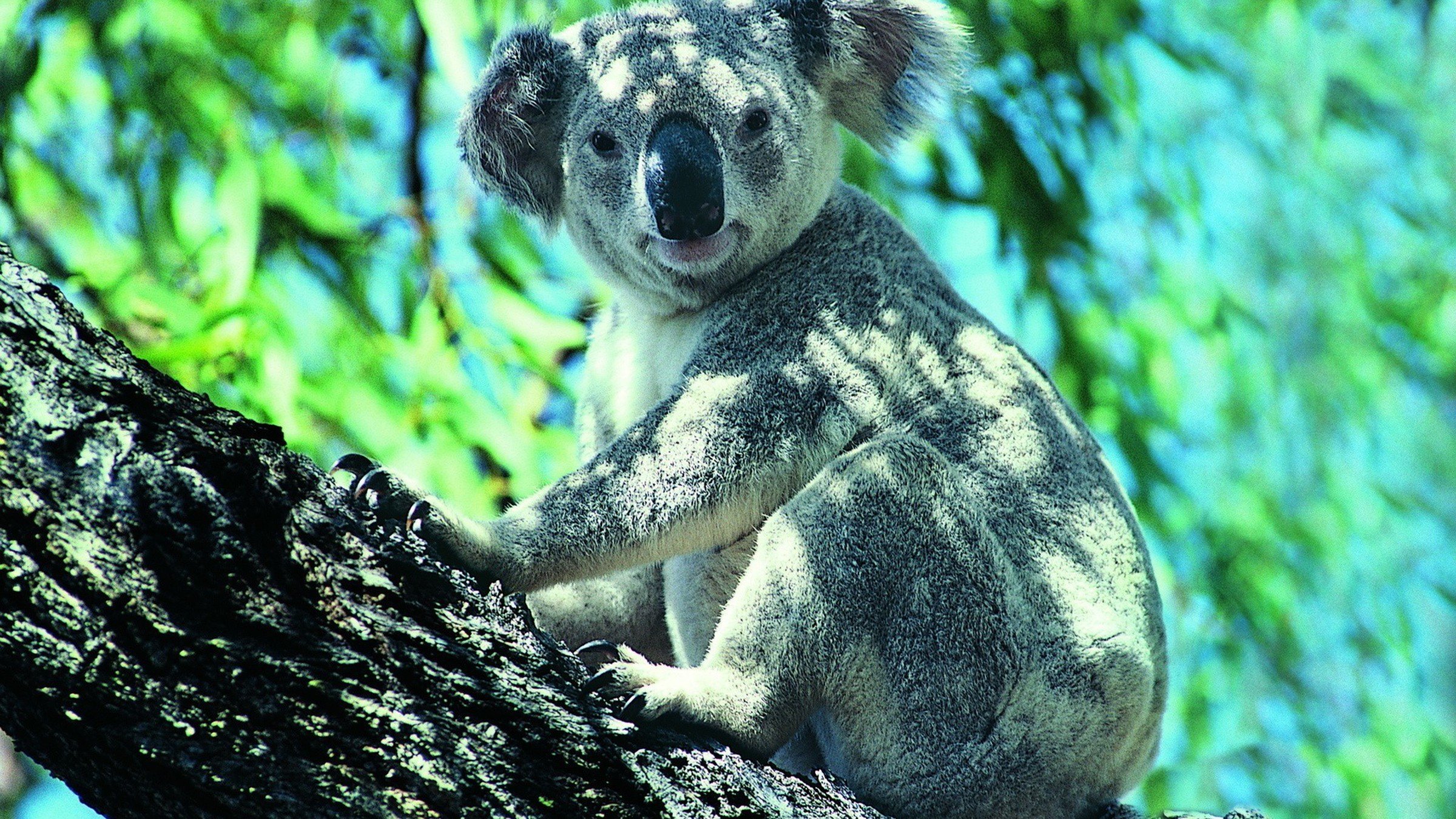 Коала в лесу. Коала. Коала в Австралии. Эндемики Австралии коала. Коала Болотная.