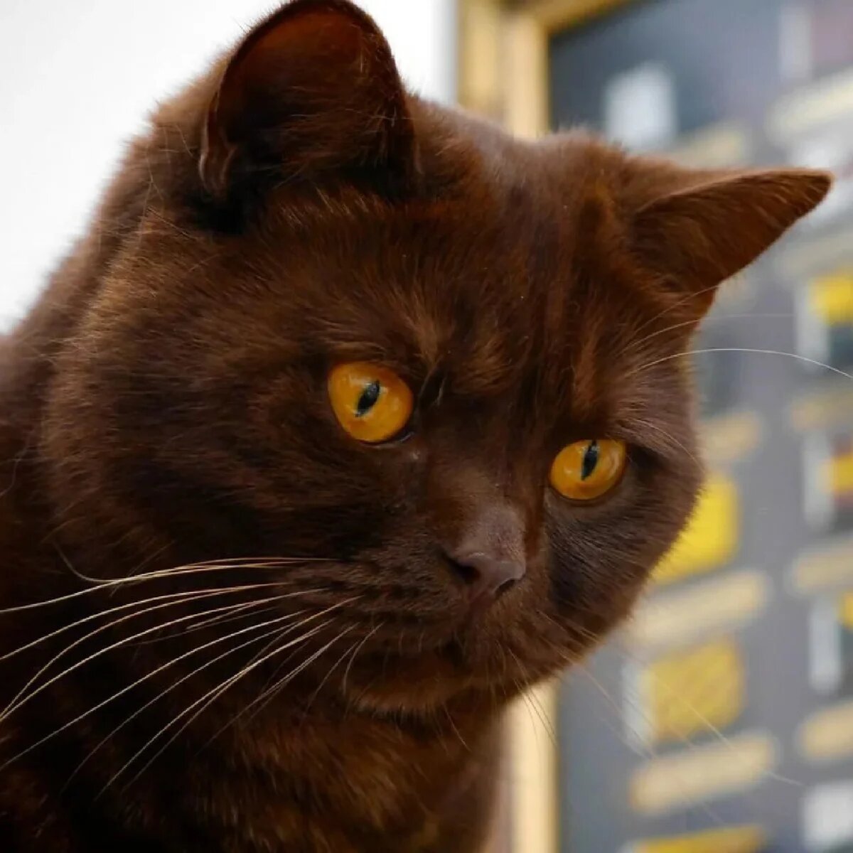 Шоколадные кошки фото. Британская короткошёрстная кошка циннамон. Бурма циннамон. Шотландская кошка циннамон. Шотландская вислоухая шоколадного окраса.