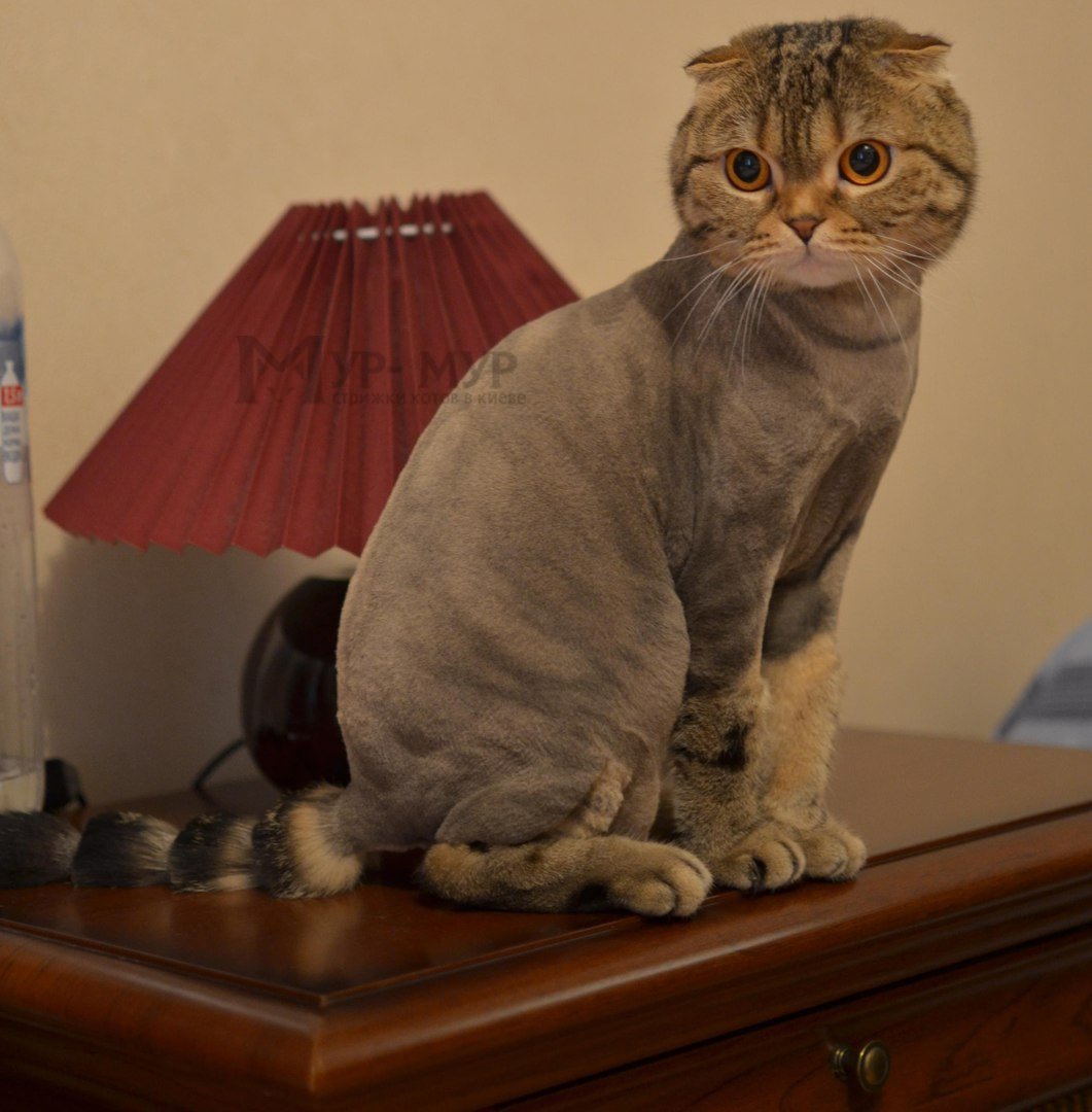 Как можно подстричь короткошерстную кошку