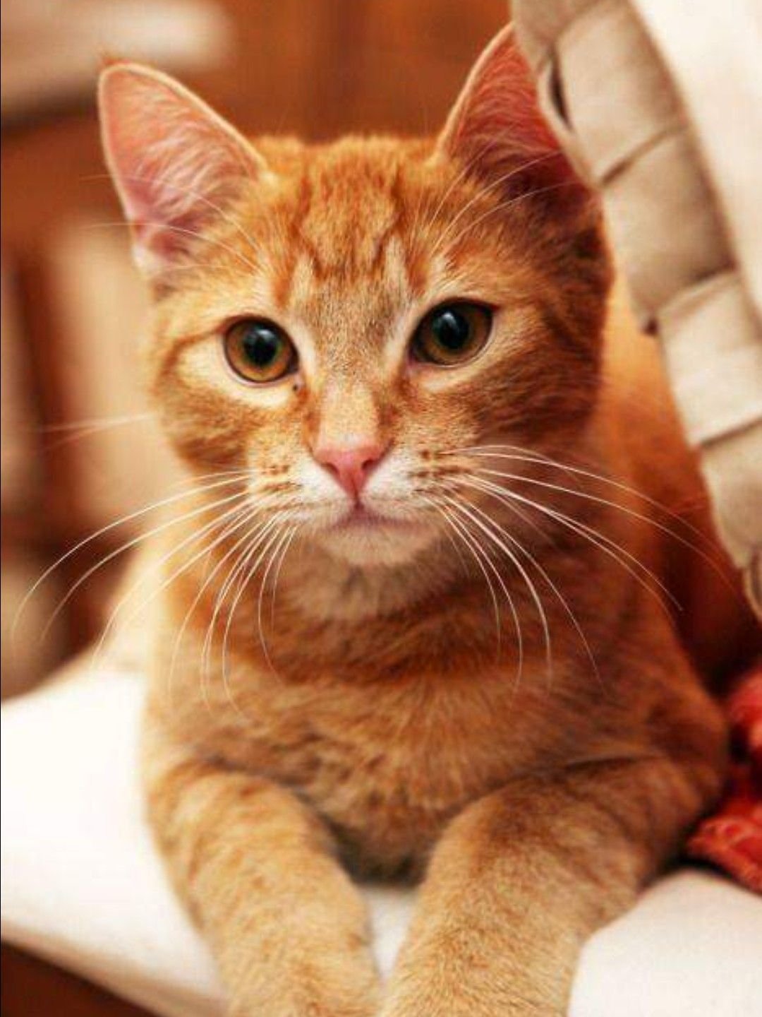 Рыжие породы кошек с фотографиями. Европейский короткошерстный кот рыжий. Европейская короткошерстная табби рыжий. Европейская короткошерстная кошка рыжая. Цейлонская короткошерстная кошка рыжая.