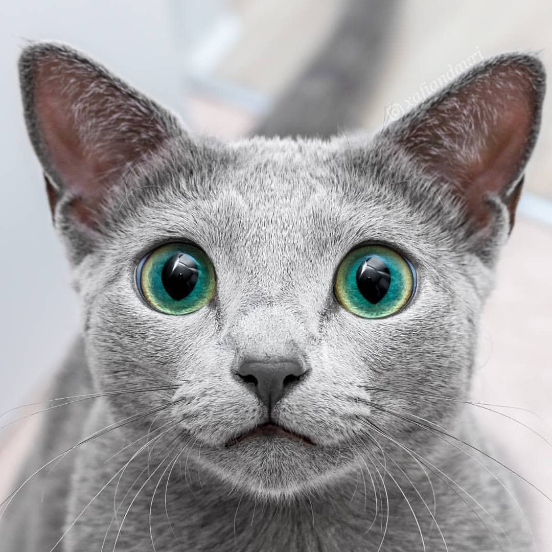 Породы котов с голубыми глазами. Корат шартрез Картезианская кошка. Русская голубая кошка короткошерстная серая. Корат порода кота. Серая кошка порода Корат.