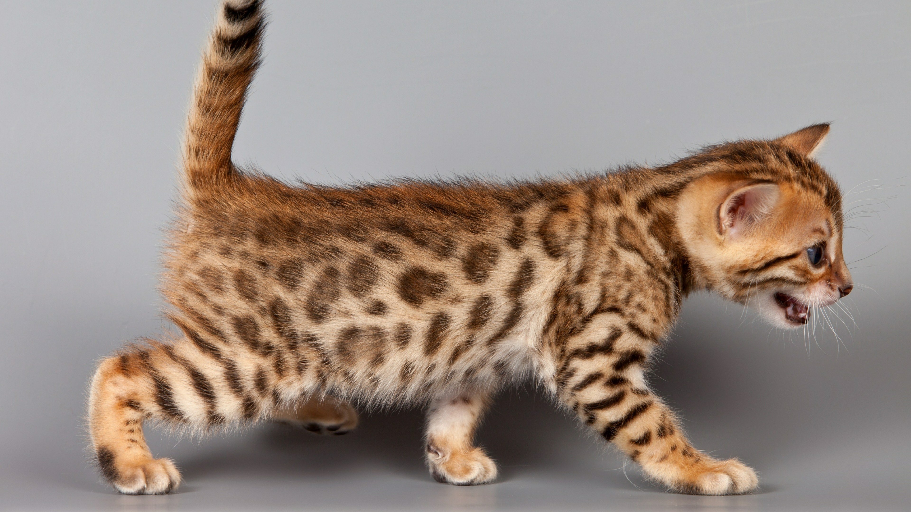 Бенгальская кошка тигровый окрас