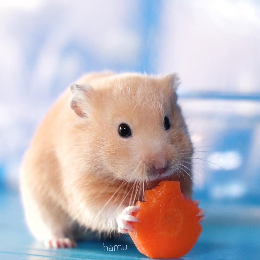 Pet hamster. Сирийский хомяк фото. Милые хомячки. Милый хомяк. Красивый хомяк.