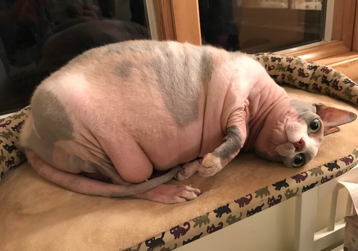 Самая жирная кошка в мире