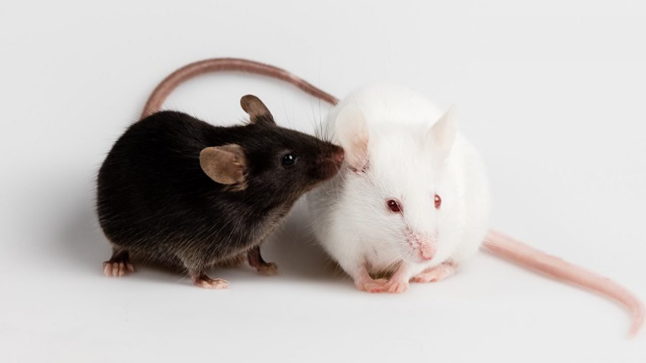 Две крысы черная и белая