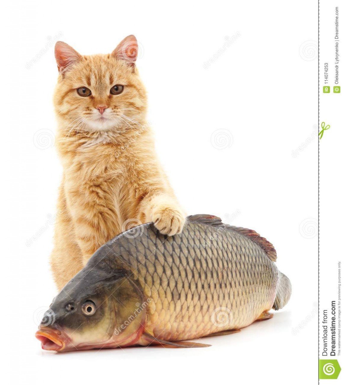 Рыжий кот с рыбой