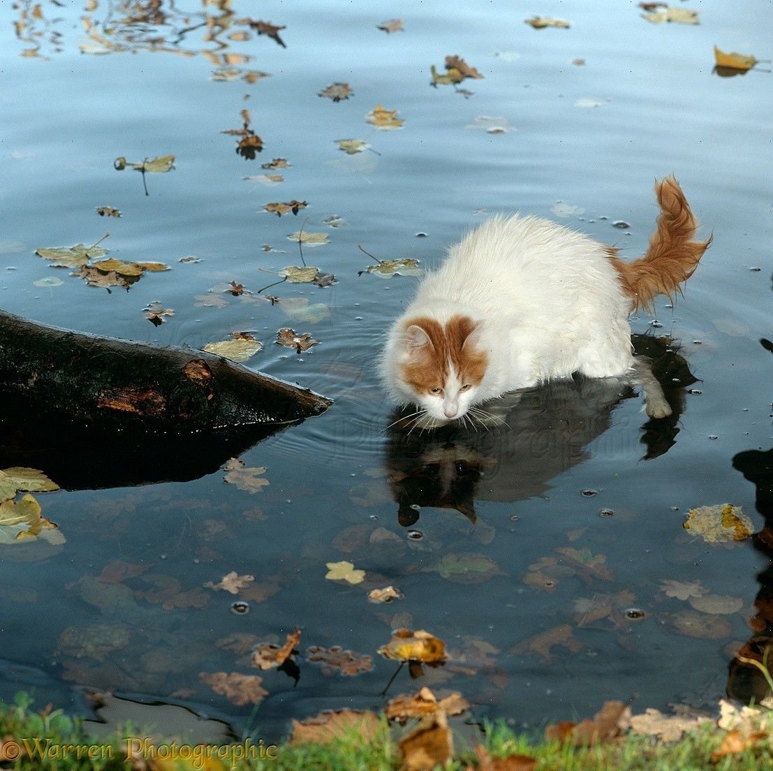 Кошки в озерах. Ванские кошки на озере Ван. Водоплавающие кошки озеро Ван. Озеро Ван и коты Турция. Турецкий Ван кошка.