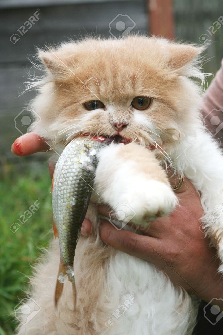 Котенок с рыбой