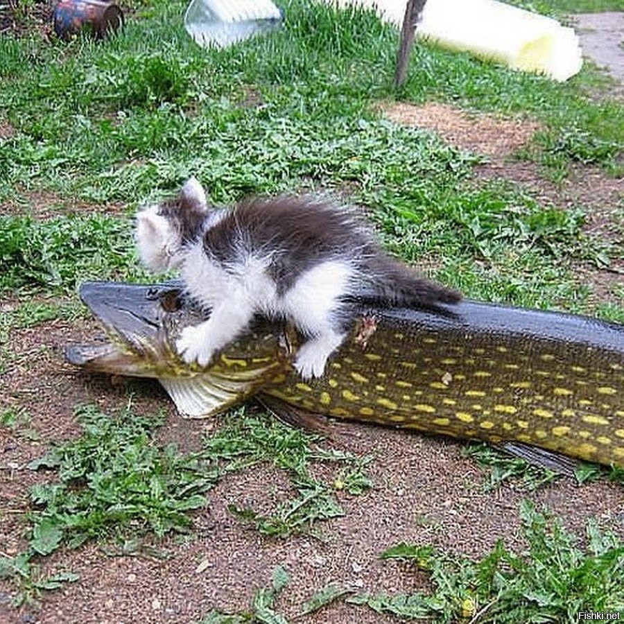 Кот с рыбой