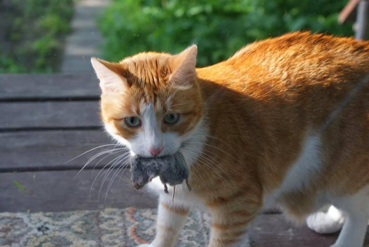 Догони кота. Сибирский Крысолов рыжий. Рыжий кот с мышью в зубах. Кошка с мышкой в зубах. Бело рыжая кошка.