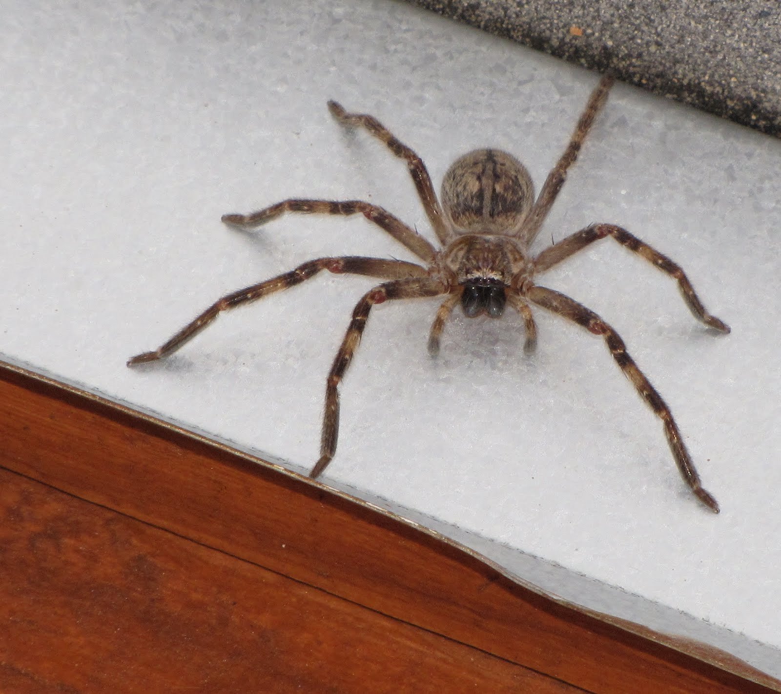 Маленькие домашние пауки. Симфитогнатные пауки. Olios giganteus. Домашние пауки. Серый паук.