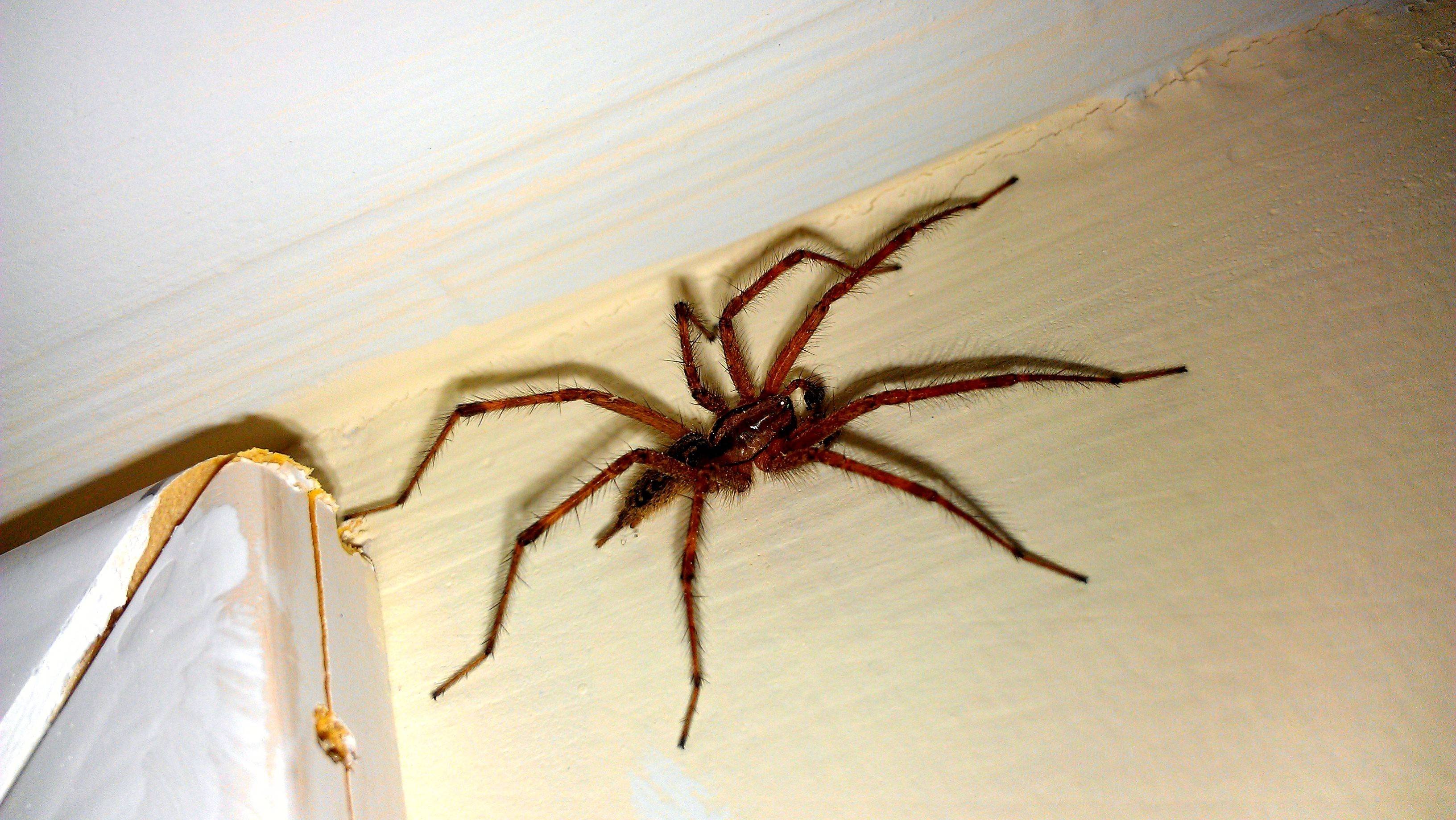 Самый большой домашний паук - 66 фото