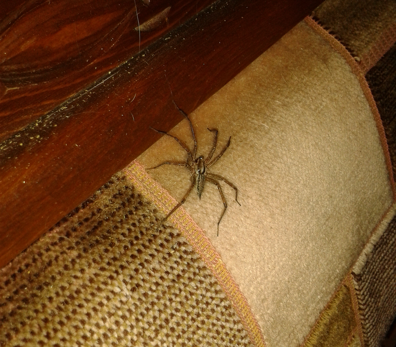 Большие пауки в доме. Огромный паук в доме. Паутина в квартире. Паук 5 см.