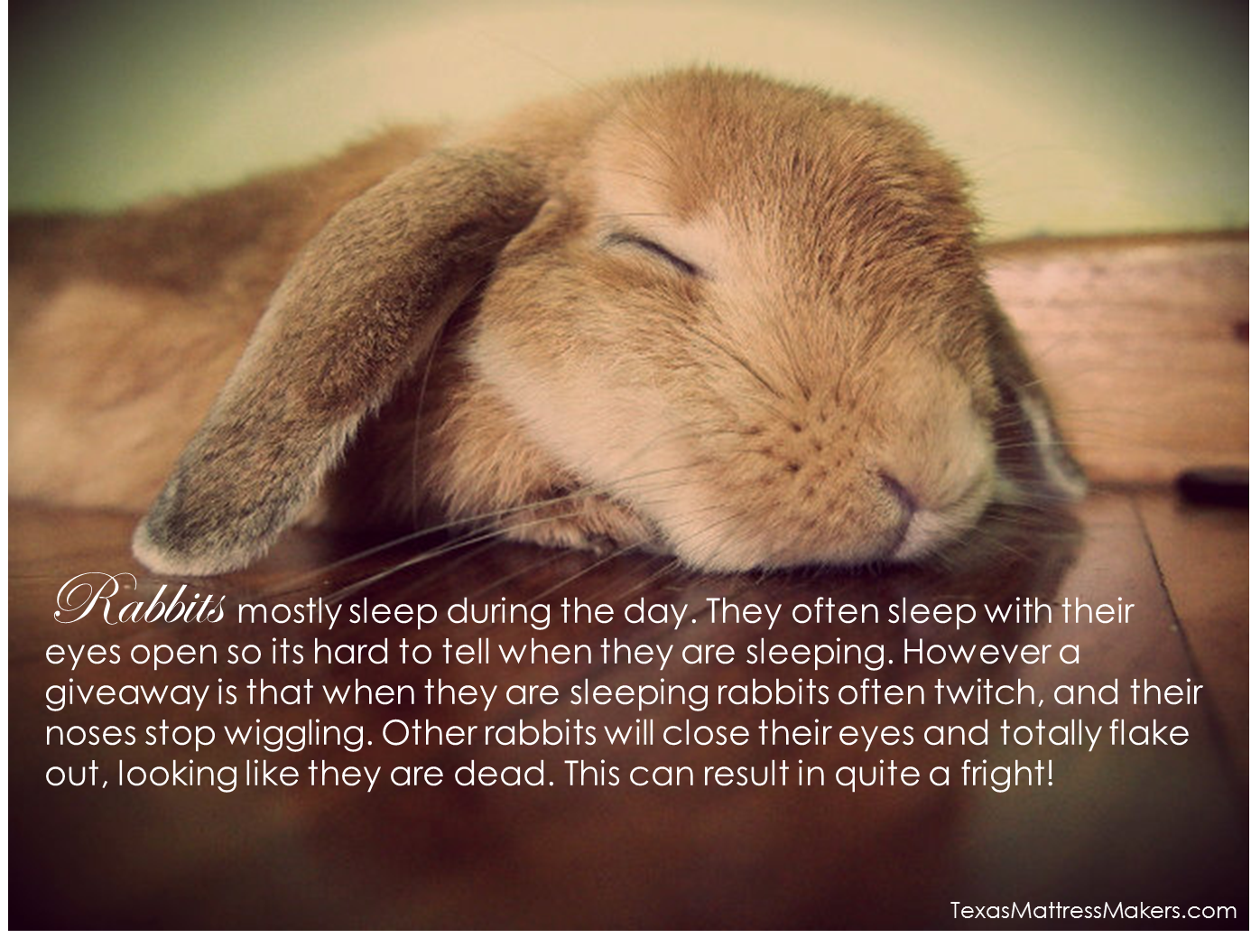 Уставшая зайка. Кролик. Спящий Зайчонок. Спящие кролики. Спящие зайчики.