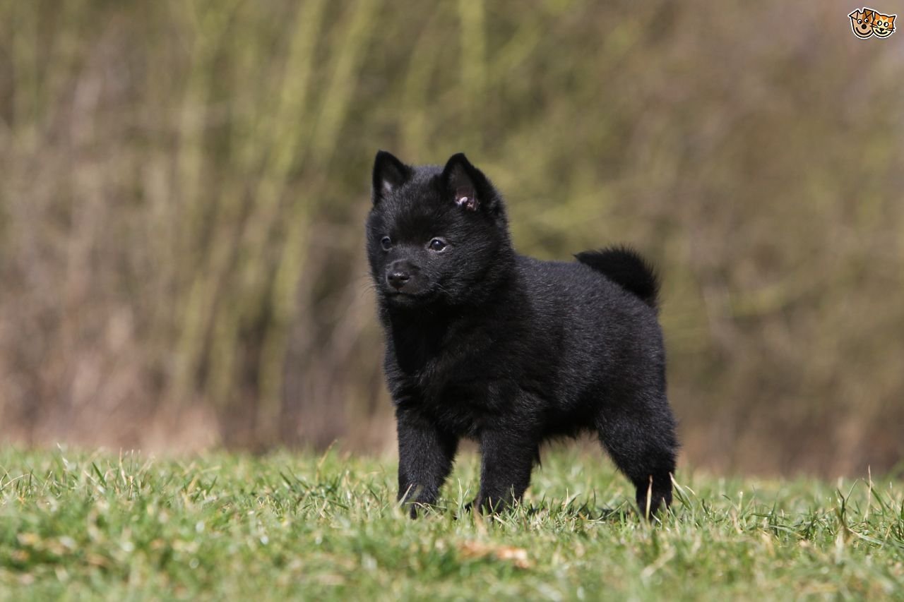 Маленькие породы собак черного окраса