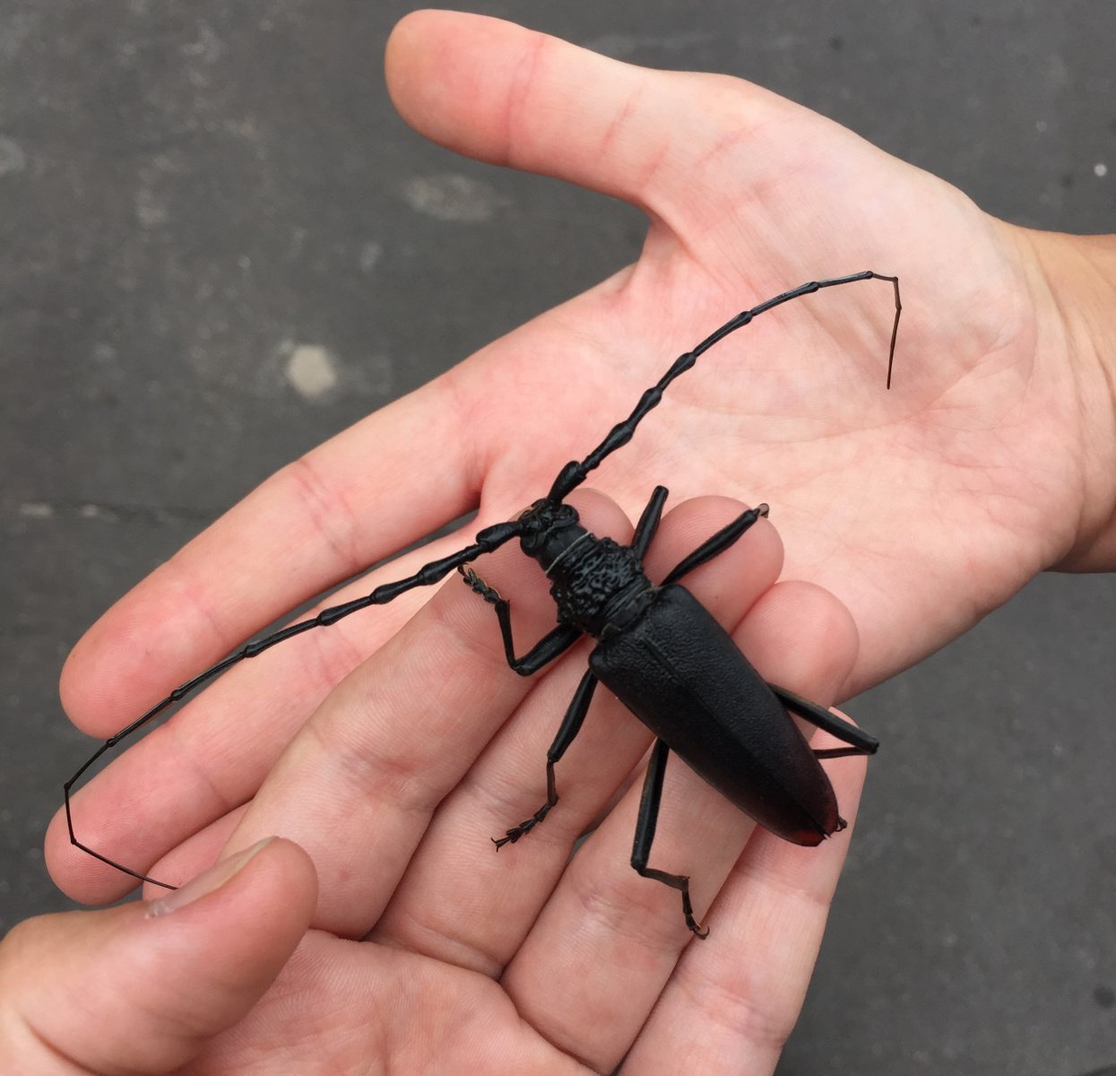 Большой черный жук с длинными усами - 65 фото