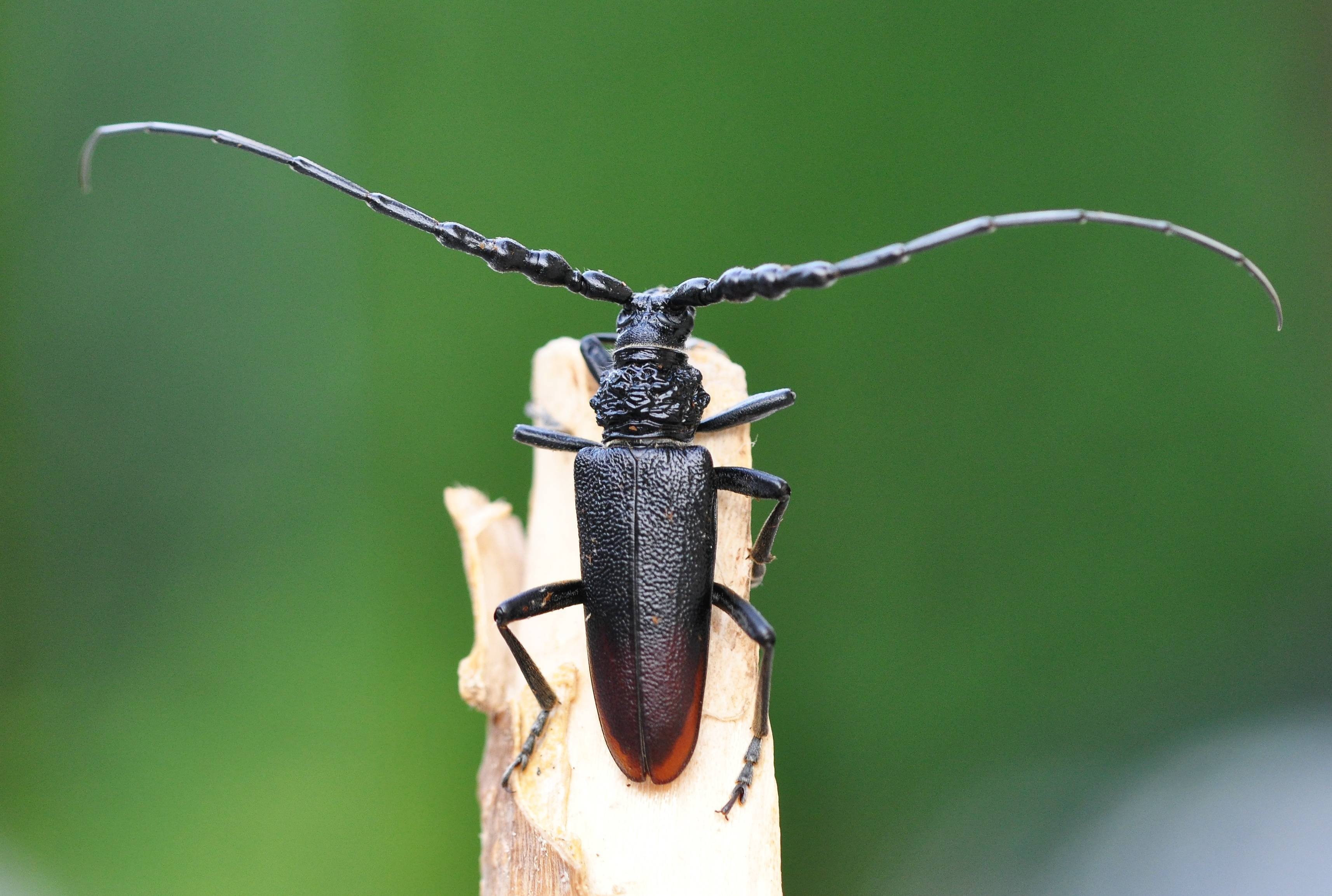 Большой черный жук с длинными усами - 65 фото